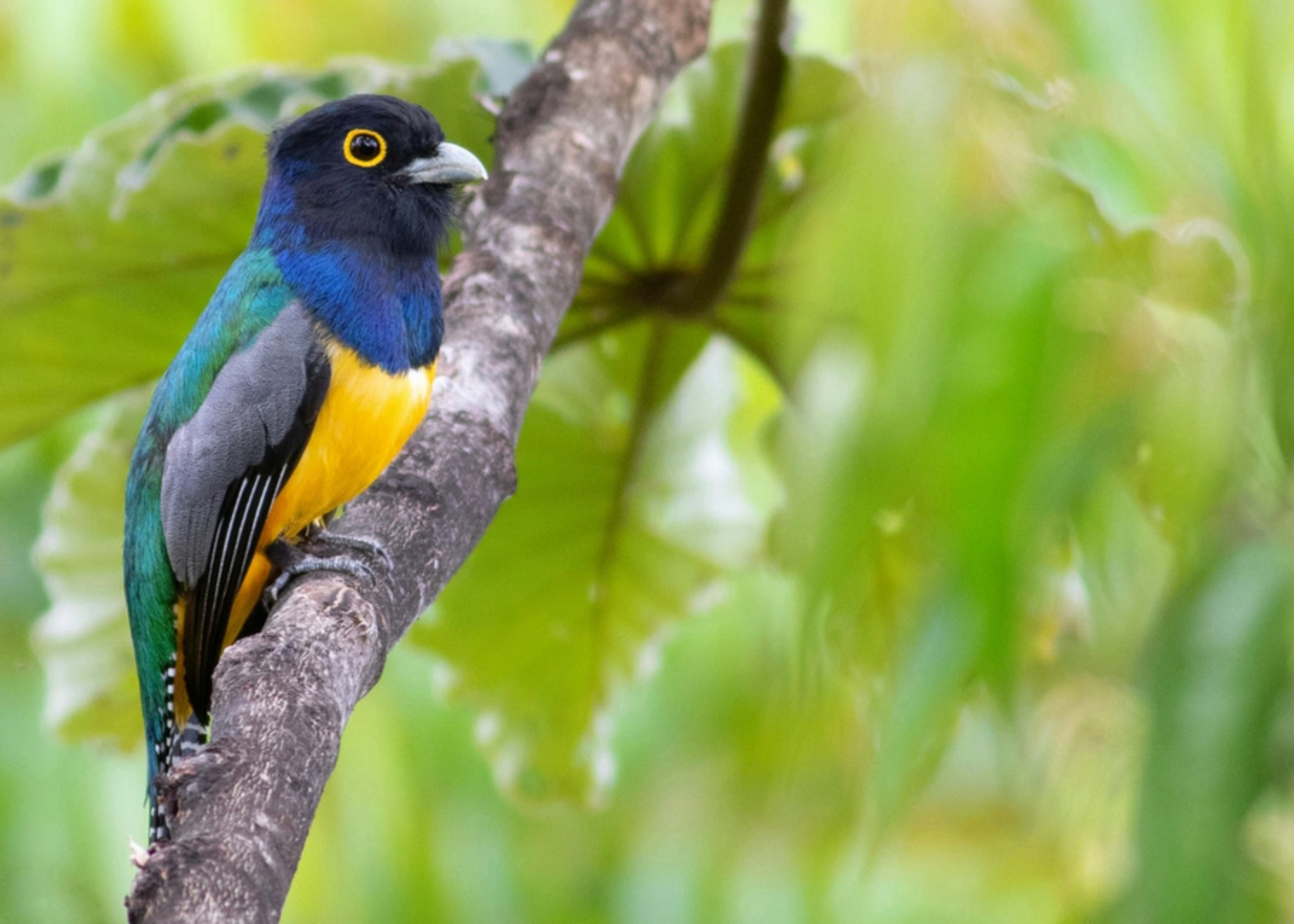 Image of a costa rican bird with a blue head, yellow breast, gray wings, and a green back. Beak is white.